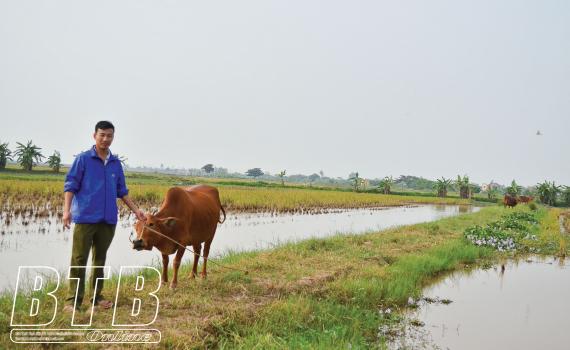 Mô hình nuôi cá kết hợp trong ruộng lúa mang lại hiệu quả kép